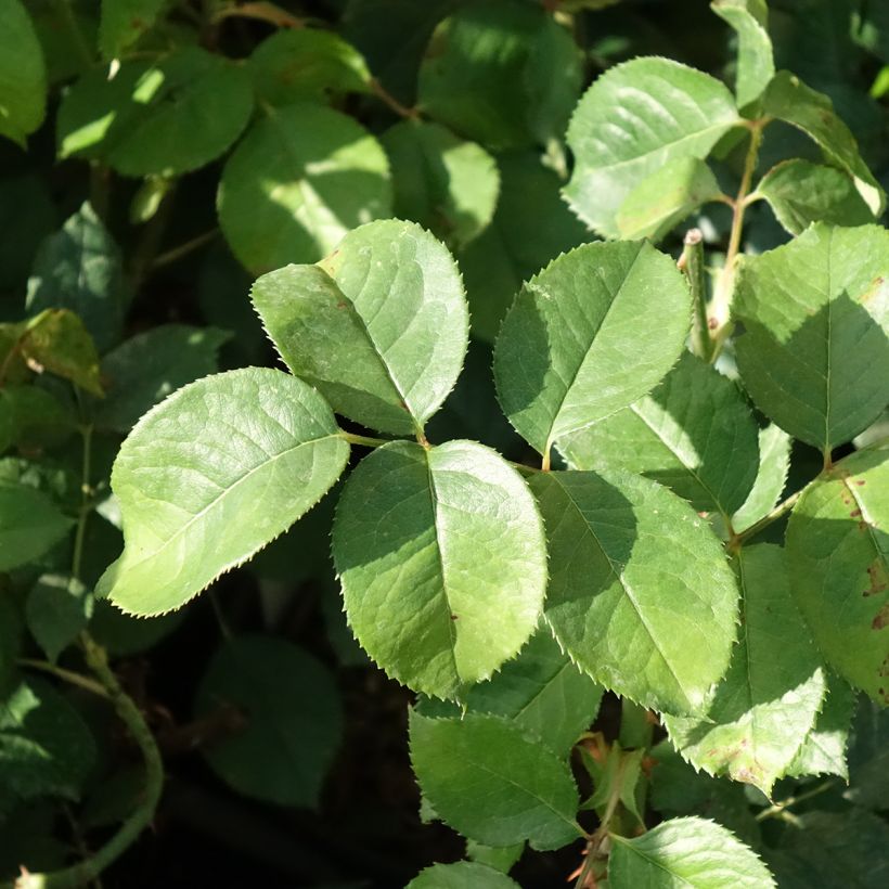 Rosa Niharika (Foliage)