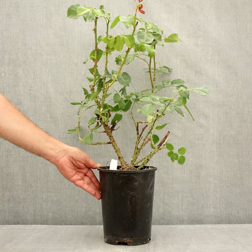 Rosa Niharika 4L/5L pot sample as delivered in summer