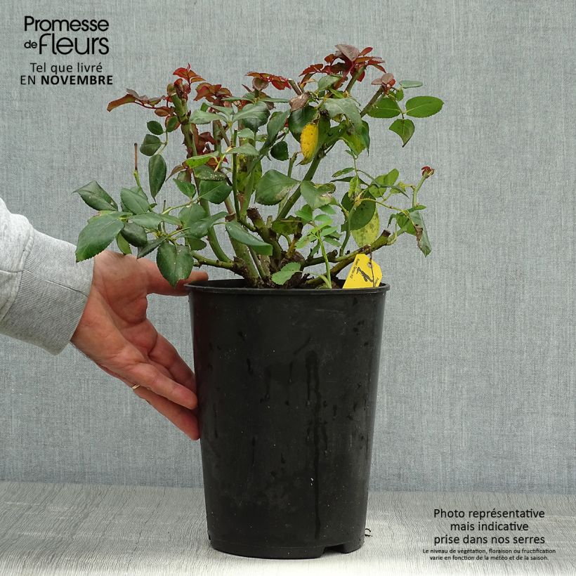 Rosa Nostalgie - Hybrid Tea Rose 4L/5L pot sample as delivered in autumn