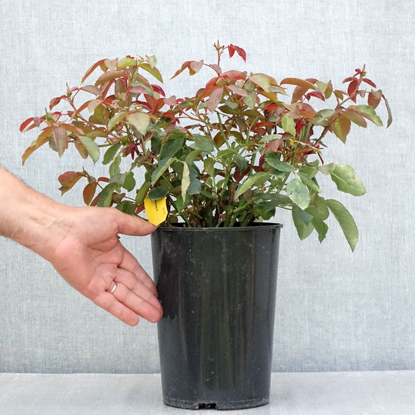 Rosa Fragrant Cloud  3L/4L pot sample as delivered in summer