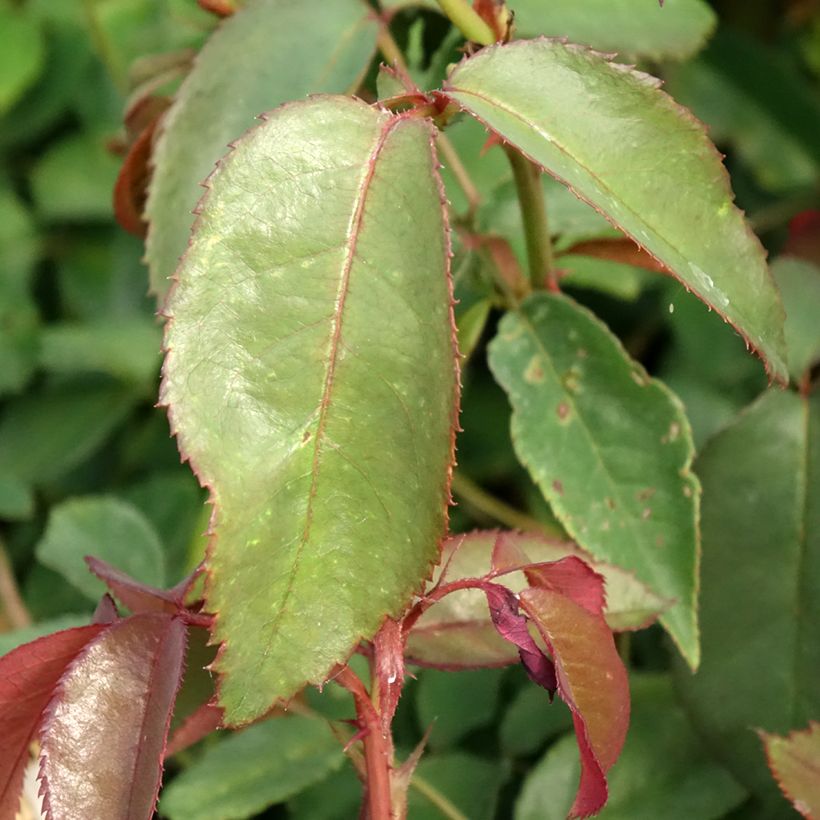 Rosa Fragrant Cloud (Foliage)