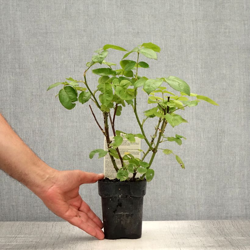 Rosa Pullman Orient Express 10cm/11cm pot sample as delivered in summer