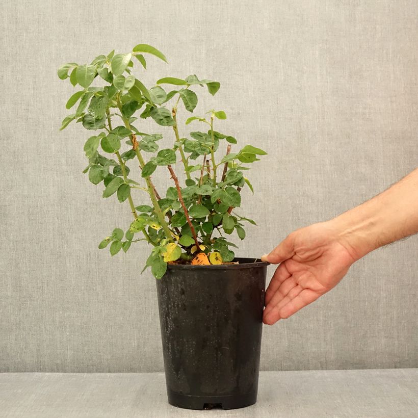 Rosa Pullman Orient Express 4L/5L pot sample as delivered in summer