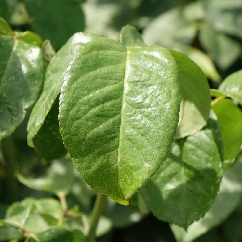 Rosa Pullman Orient Express (Foliage)
