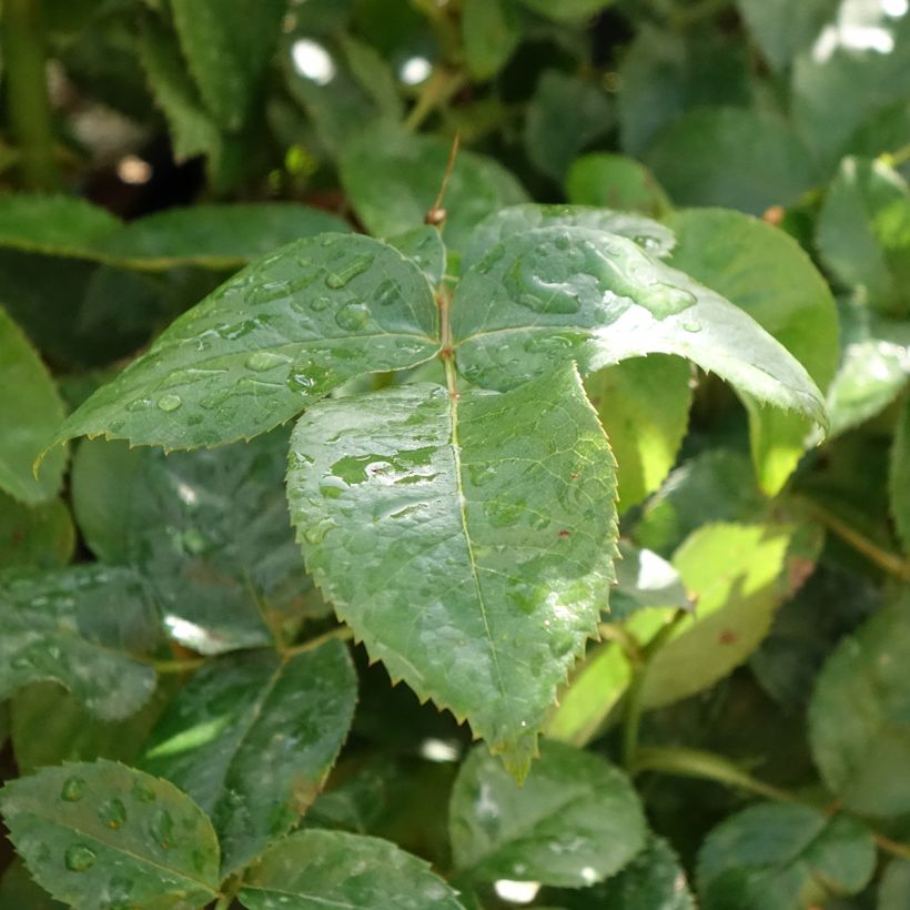 Rosa Pacific Sunset  (Foliage)