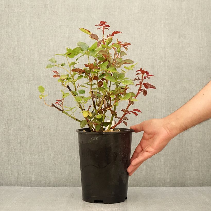 Rosa Parfum de Grasse  4L/5L pot sample as delivered in summer