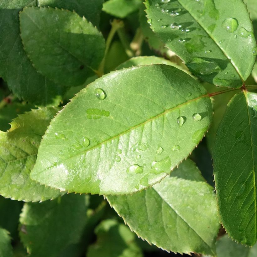 Rosa Parfum de Liberté (Foliage)
