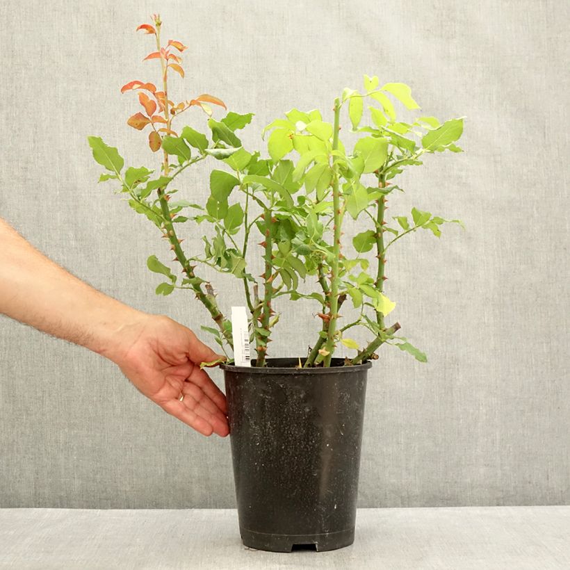 Rosa Parfum de Liberté 4L/5L pot sample as delivered in summer