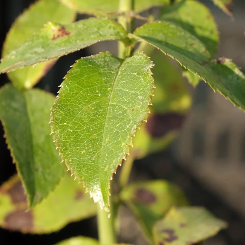 Rosa Parfum de Nantes (Foliage)