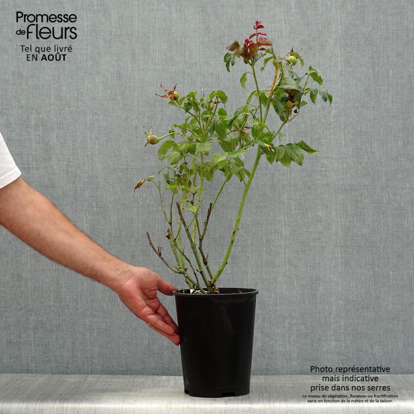 Rosa Parfum de Nantes 4L/5L pot sample as delivered in summer