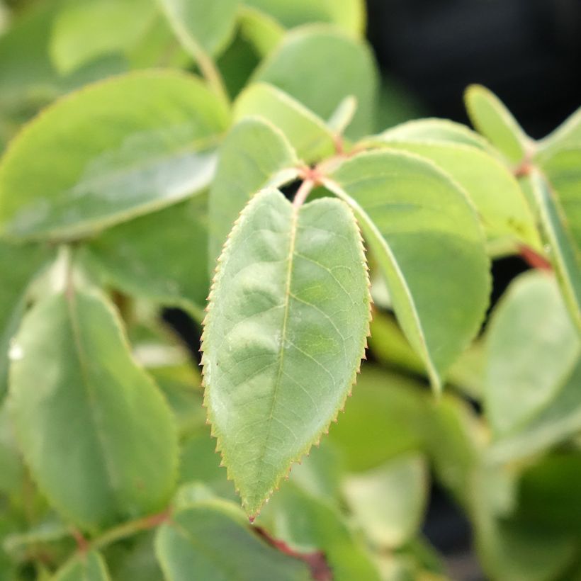 Rosa Perugino - Hybrid tea rose (Foliage)