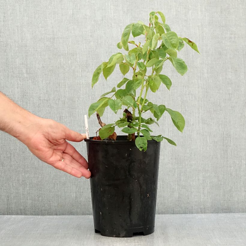 Rosa Perugino - Hybrid tea rose 4L/5L pot sample as delivered in summer