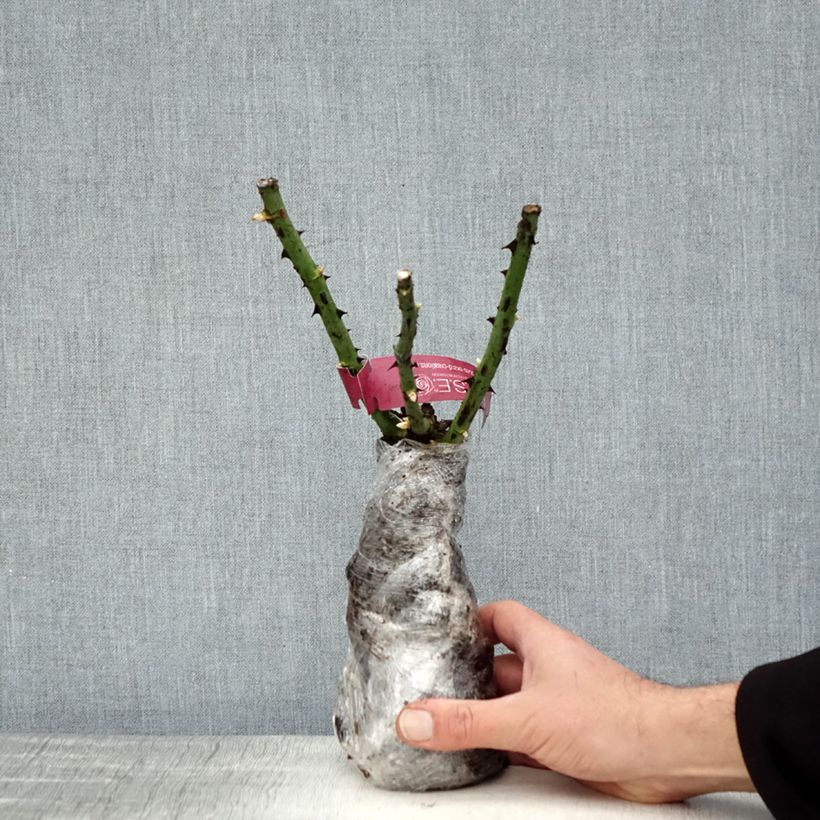 Rosa Perugino - Hybrid tea rose Wrapped bare root sample as delivered in winter