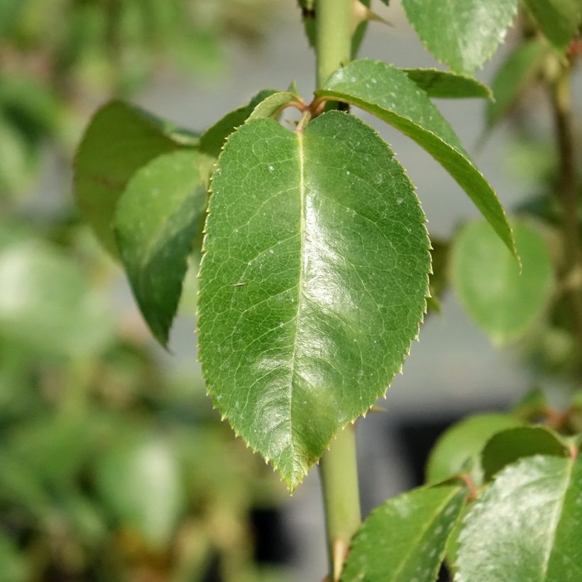 Rosa Pierre Arditi  (Foliage)