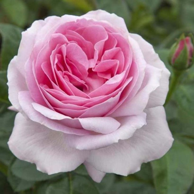 Rosa Pink Eureka (Flowering)