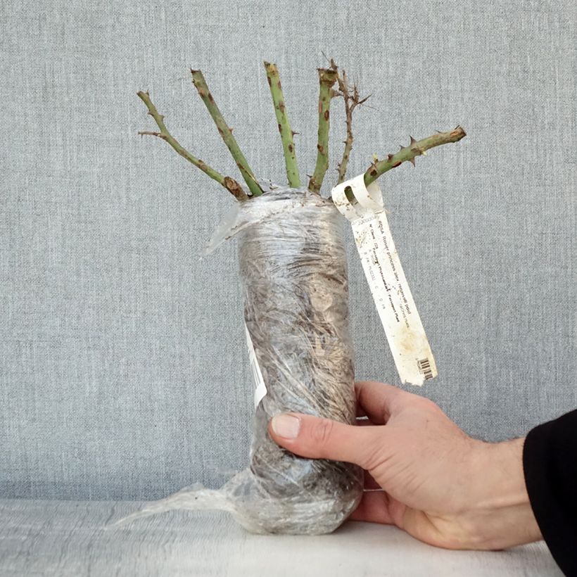 Rosa Renaissance Princesse Alexandra Wrapped bare root sample as delivered in winter