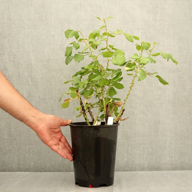 Rosa Renaissance Princesse Alexandra 4L/5L pot sample as delivered in summer