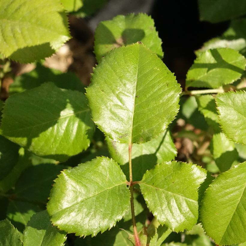 Rosa Renaissance Princesse Alexandra (Foliage)