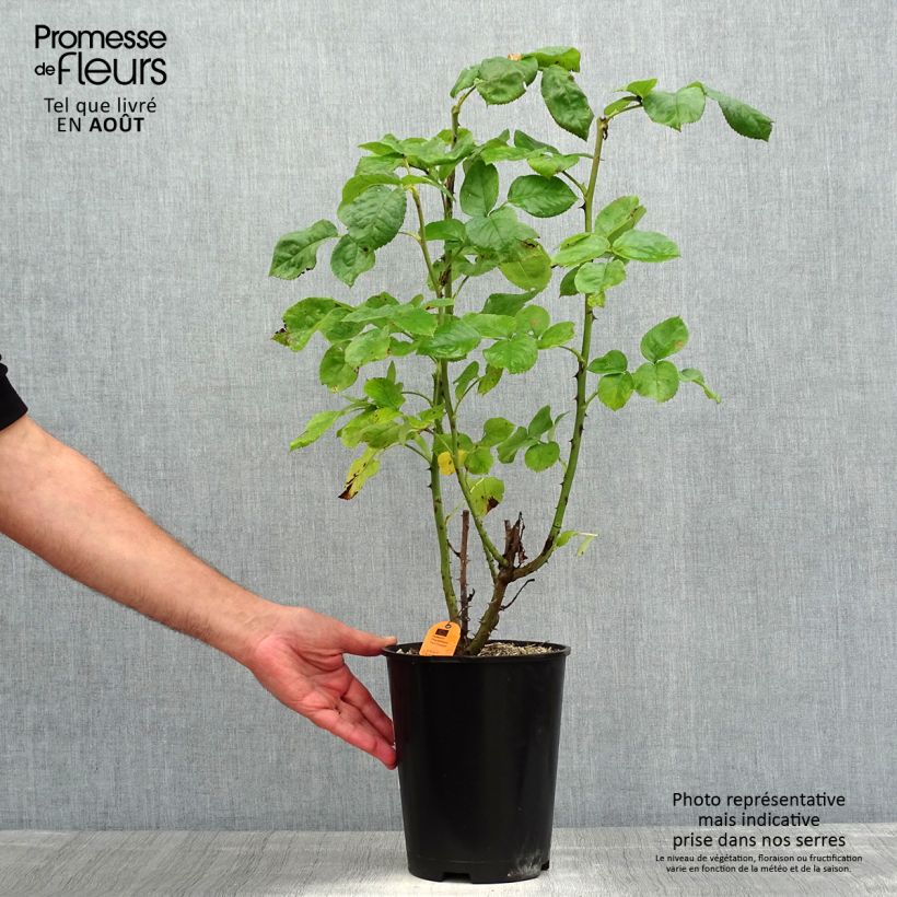 Rosa Princesse Charlene de Monaco 4L/5L pot sample as delivered in summer