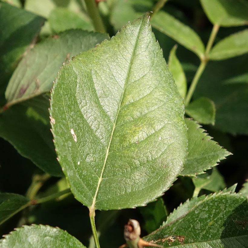 Rosa Queen Elizabeth - Hybrid Tea Rose (Foliage)