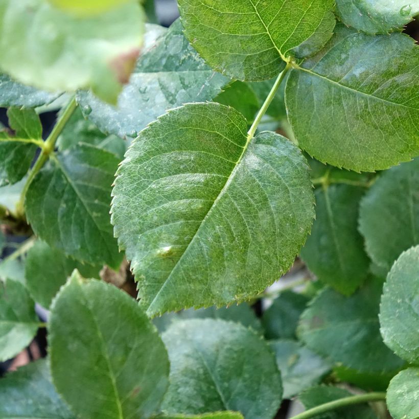Rosa Ragazza (Foliage)