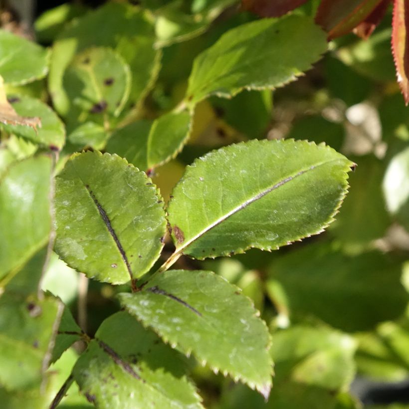 Rosa Le Roi de Coeur (Foliage)