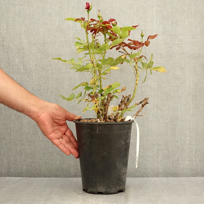 Rosa Le Roi de Coeur 4L/5L pot sample as delivered in summer