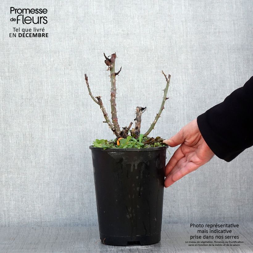 Rosa Ruban Rouge 4L/5L pot sample as delivered in autumn