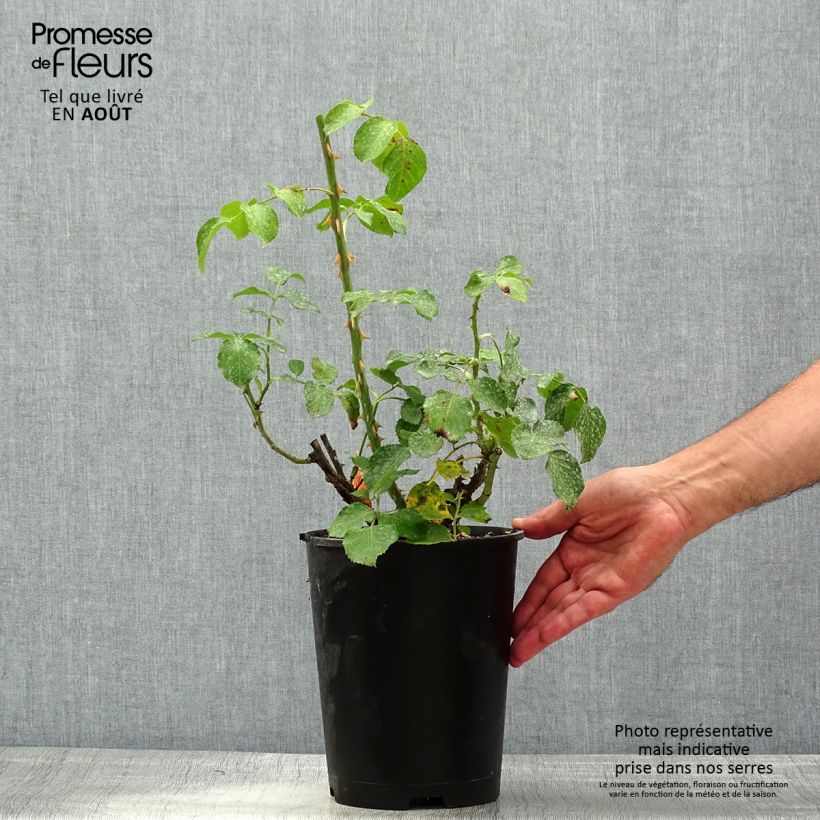 Rosa Ruban Rouge 4L/5L pot sample as delivered in summer
