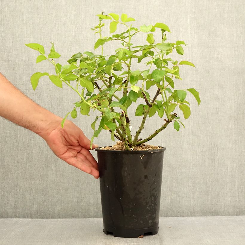 Rosa Sandrine Quétier  4L/5L pot sample as delivered in summer