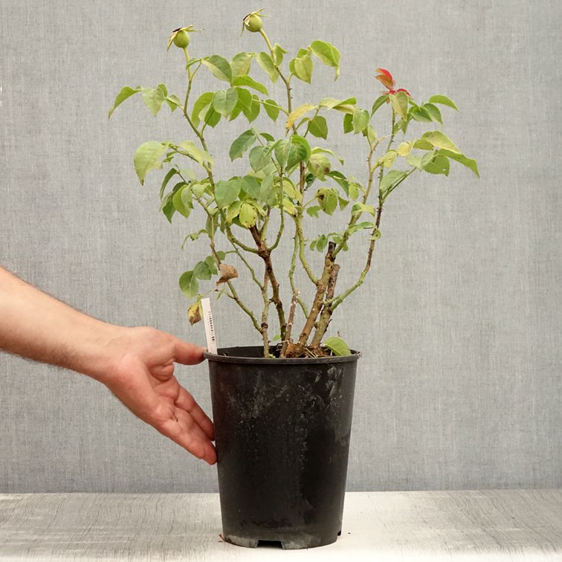 Rosa Sunny Sky 4L/5L pot sample as delivered in summer