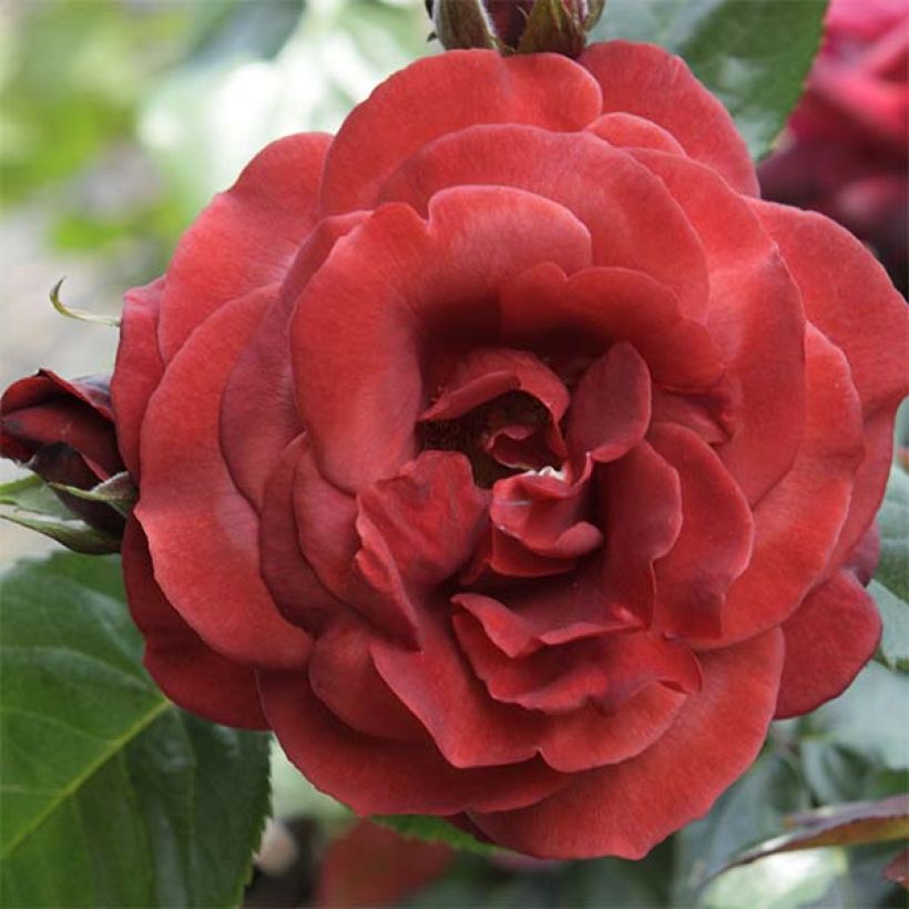 Rosa Terracotta Simchoca (Flowering)