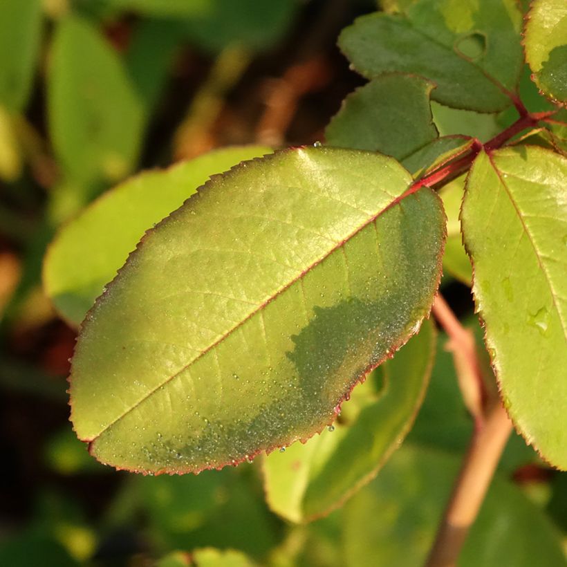 Rosa 'The McCartney Rose' - Shrub Rose (Foliage)