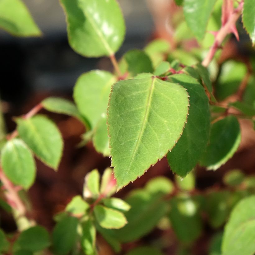 Rosa Thierry Marx  (Foliage)