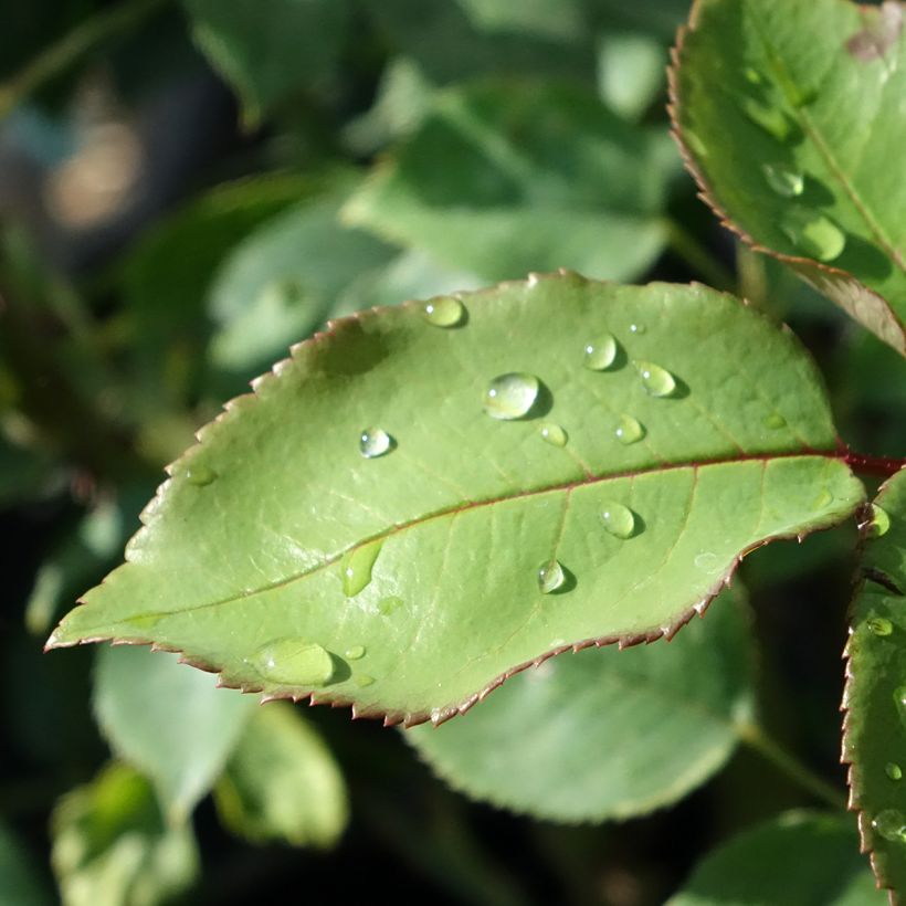 Rosa Tobago Odore (Foliage)