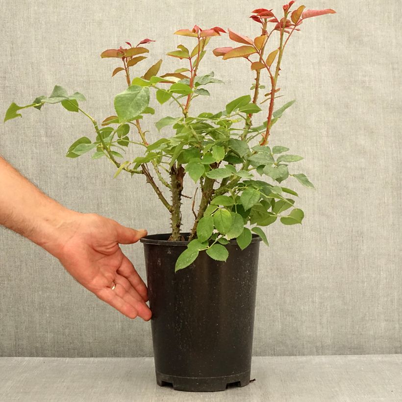 Rosa Tobago Odore 4L/5L pot sample as delivered in summer