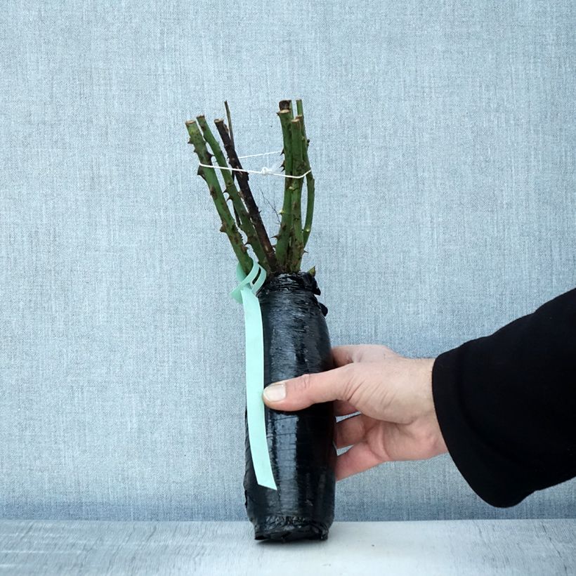 Rosa Ville de Chine - Shrub Rose Wrapped bare root sample as delivered in winter
