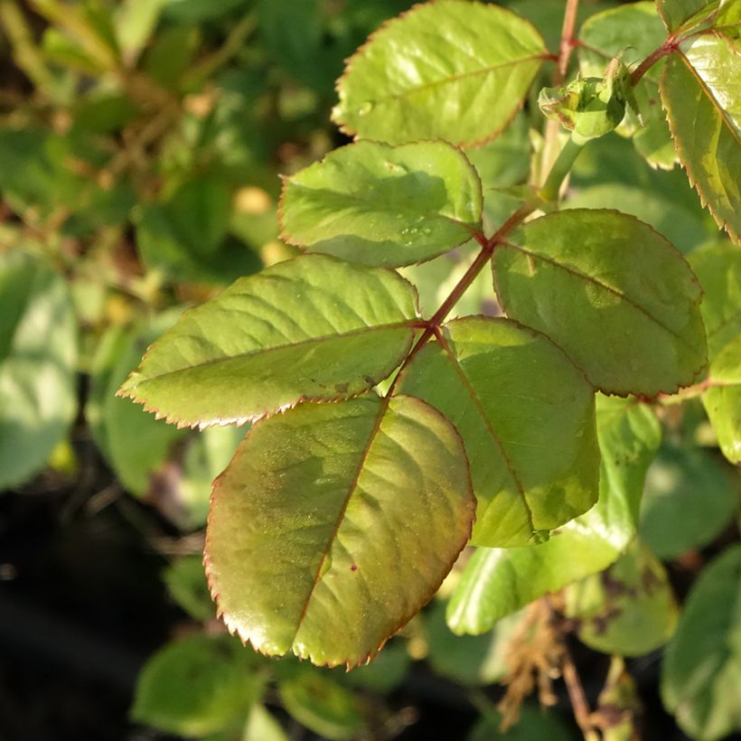 Rosa Ville de Chine - Shrub Rose (Foliage)