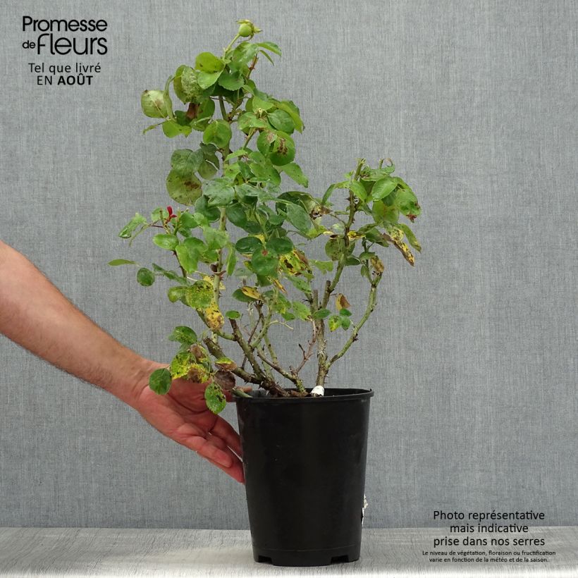 Rosa Ville de Fontenay-aux-Roses 4L/5L pot sample as delivered in summer