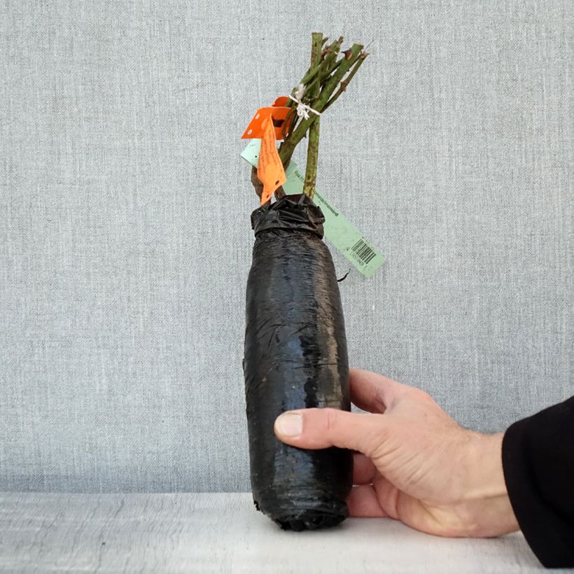 Rosa White Symphony - Hybrid Tea Rose Wrapped bare root sample as delivered in winter