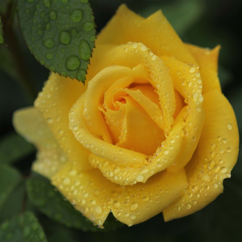 Rosa x floribunda Arthur Bell (Flowering)