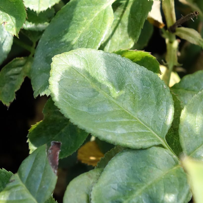 Rosa x floribunda Arthur Bell (Foliage)