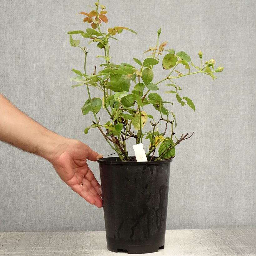 Rosa x floribunda Pear 4L/5L pot sample as delivered in summer