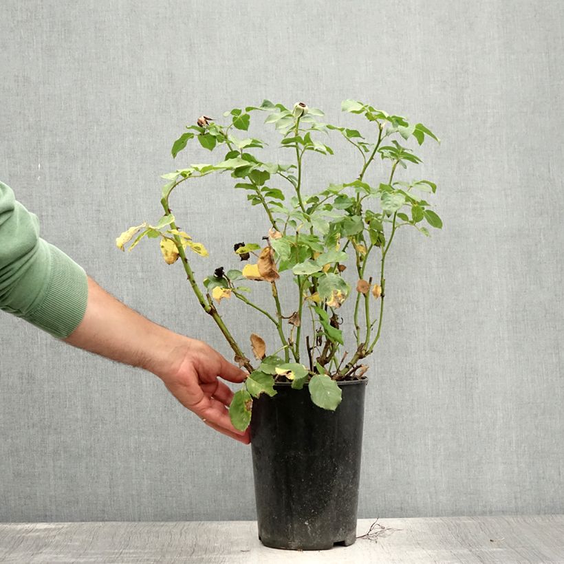 Rosa Renée van Wegberg - Shrub Rose 4L/5L pot sample as delivered in summer