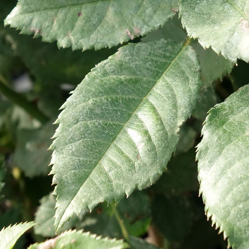 Rosa floribunda Sweet Honey  (Foliage)