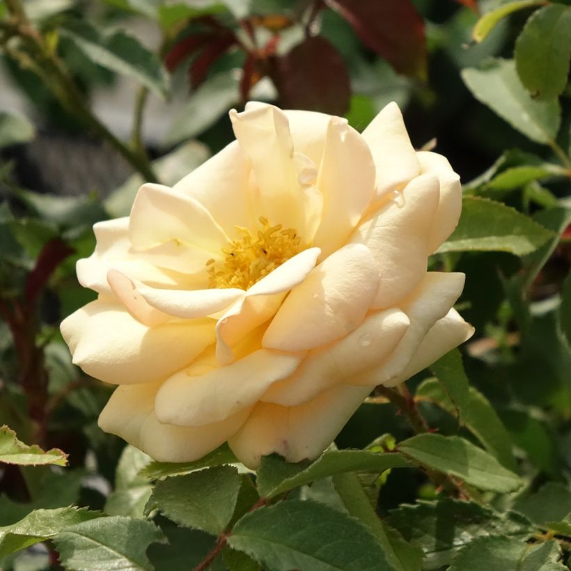 Rosa floribunda Sweet Honey  (Flowering)