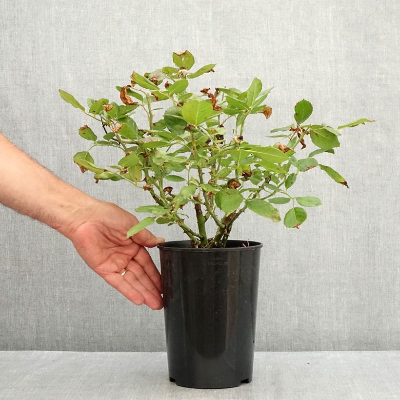 Rosa floribunda The Times 4L/5L pot sample as delivered in summer
