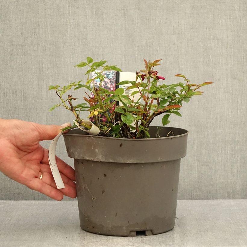 Rosa Everglow Ruby   4L/5L pot sample as delivered in summer