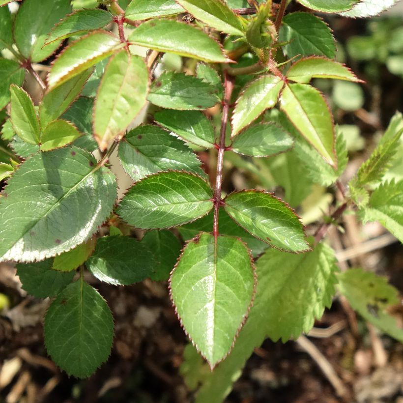 Rosa Everglow Ruby (Foliage)