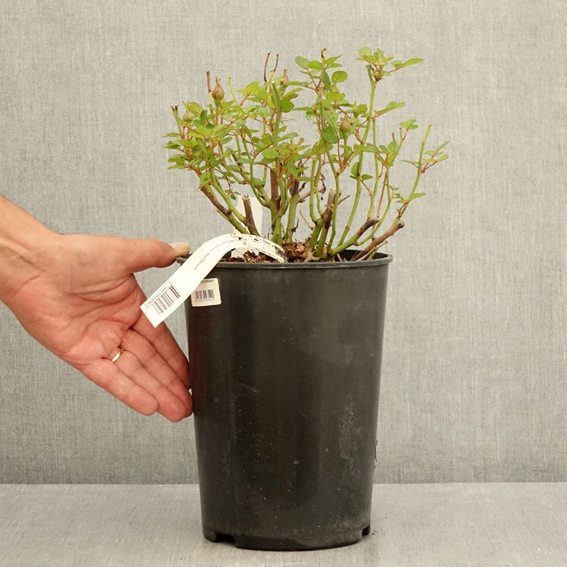 Rosa x floribunda Picnic 4L/5L pot sample as delivered in summer